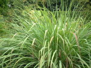 花楓便 5月号 胃腸の不調にレモングラスのティー 薬剤師 求人 はなの木薬局 岐阜 長野 富山 石川